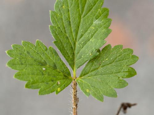 Potentille Norvège (Potentilla norvegica)_12