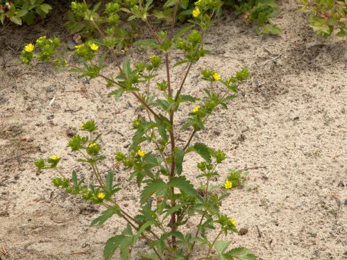 Potentille Norvège (Potentilla norvegica)_13