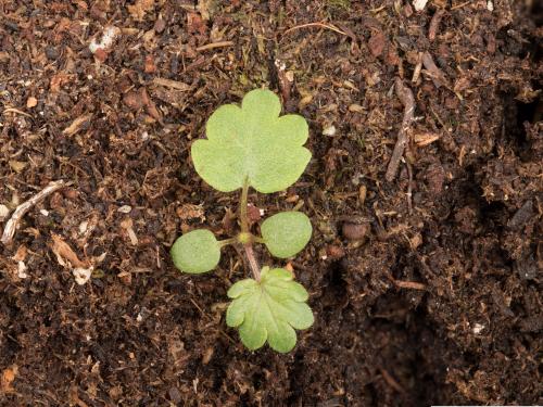 Potentille Norvège (Potentilla norvegica)_16