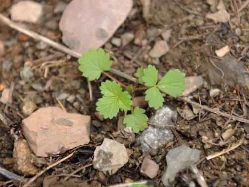 Potentille Norvège (Potentilla norvegica)_18