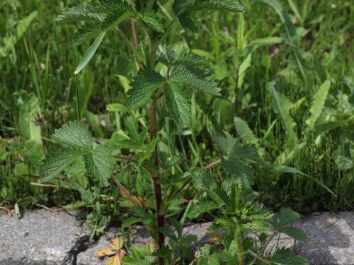 Potentille Norvège (Potentilla norvegica)_19