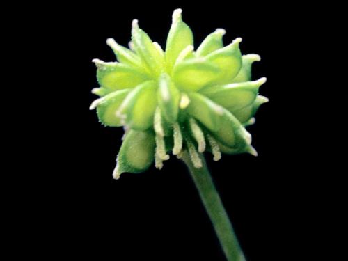 Renoncule rampante (Ranunculus repens)_5