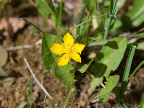 Renoncule rampante (Ranunculus repens)_11