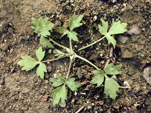 Renoncule âcre (Ranunculus acris)_1