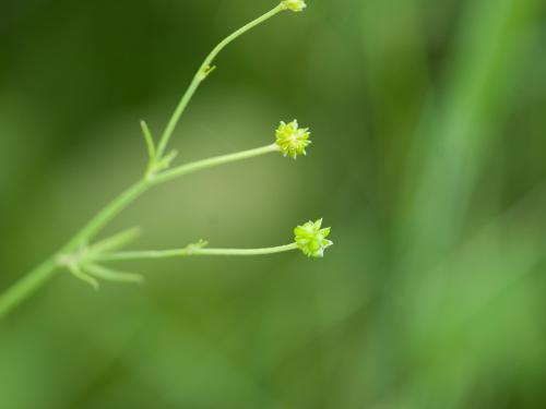 Renoncule âcre (Ranunculus acris)_3