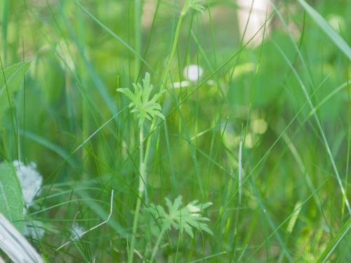 Renoncule âcre (Ranunculus acris)_5