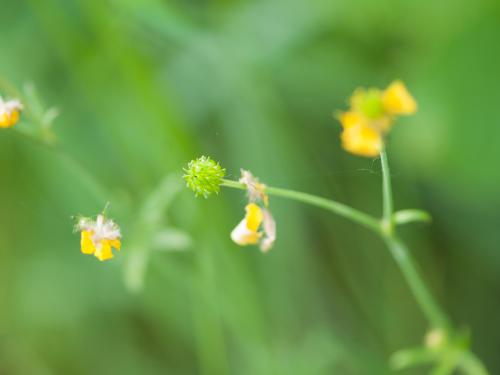 Renoncule âcre (Ranunculus acris)_8