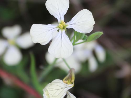 Radis sauvage (Raphanus raphanistrum)_18