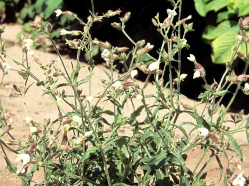 Lychnide blanche (Silene latifolia)_7