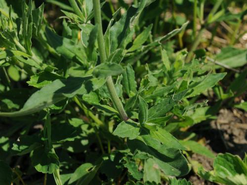 Lychnide blanche (Silene latifolia)_13