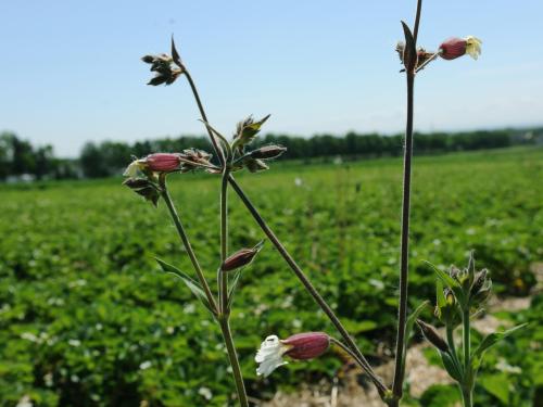 Lychnide blanche (Silene latifolia)_15