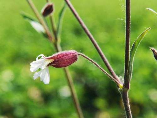 Lychnide blanche (Silene latifolia)_16