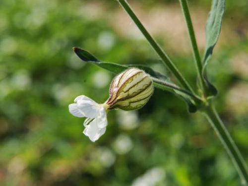 Lychnide blanche (Silene latifolia)_18