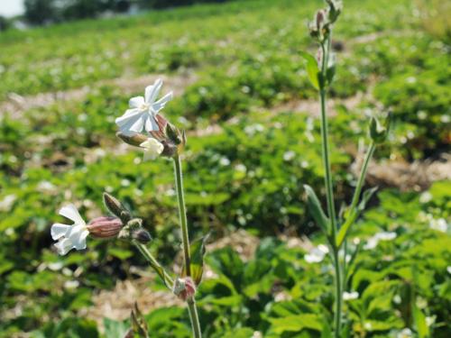 Lychnide blanche (Silene latifolia)_20