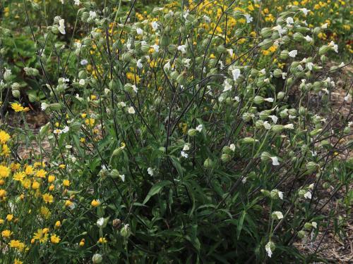 Lychnide blanche (Silene latifolia)_27