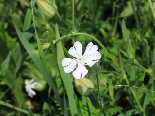 Lychnide blanche (Silene latifolia)_29