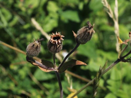 Lychnide blanche (Silene latifolia)_30