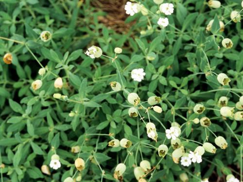 Silene enflé (Silene vulgaris)_1