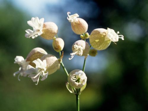 Silene enflé (Silene vulgaris)_4