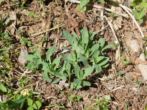 Silene enflé (Silene vulgaris)_8