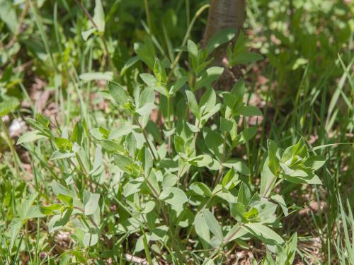 Silene enflé (Silene vulgaris)_10