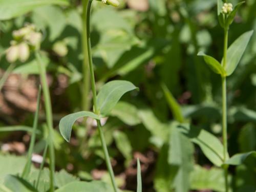 Silene enflé (Silene vulgaris)_11