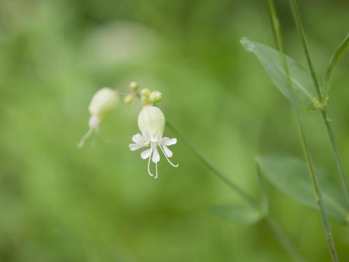 Silene enflé (Silene vulgaris)_13