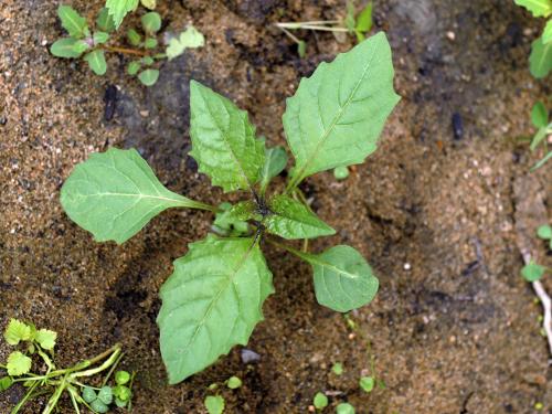 Morelle noire Est (Solanum ptychanthum)_3