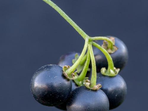 Morelle noire Est (Solanum ptychanthum)_15