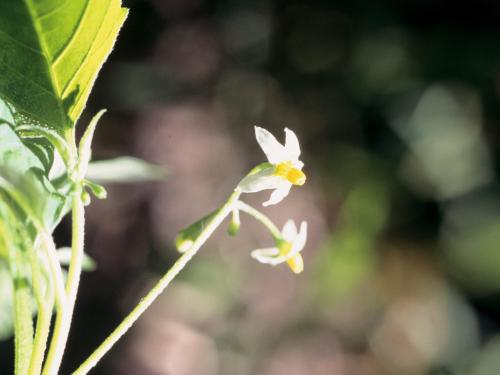 Morelle noire Est (Solanum ptychanthum)_24