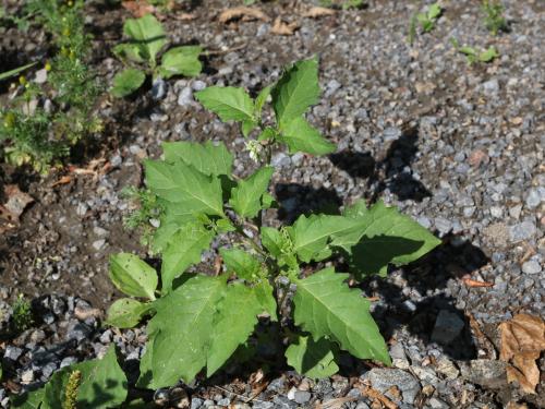 Morelle noire Est (Solanum ptychanthum)_30