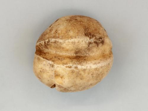 Pomme de terre - thifensulfuron-méthyle (2)_3