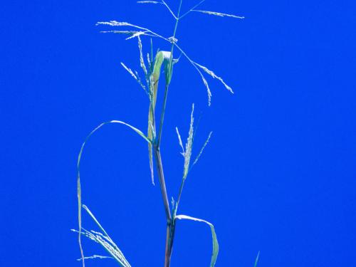 Panic automne (Panicum dichotomiflorum)_5