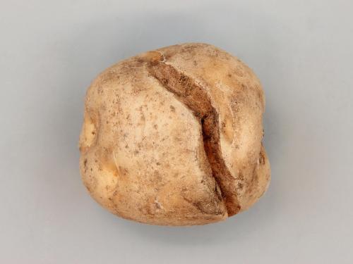 Pomme de terre - thifensulfuron-méthyle (2)_4