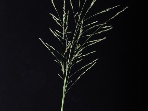 Panic automne (Panicum dichotomiflorum)_14