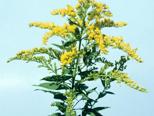 Verge d'or du Canada(Solidago canadensis)_1