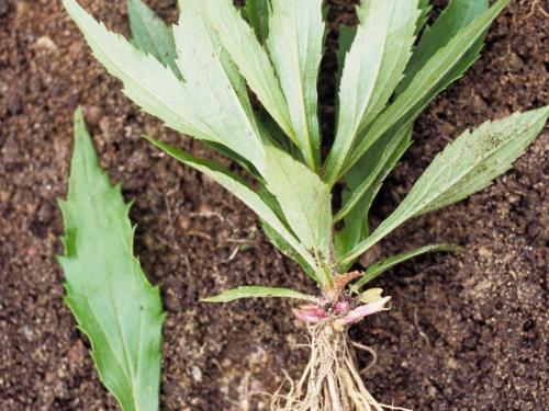 Verge d'or du Canada(Solidago canadensis)_2