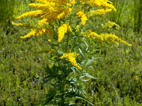 Verge d'or du Canada(Solidago canadensis)_5