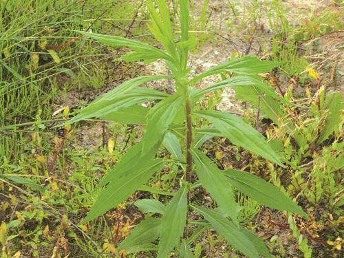 Verge d'or du Canada(Solidago canadensis)_7