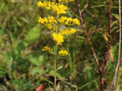 Verge d'or du Canada(Solidago canadensis)_19