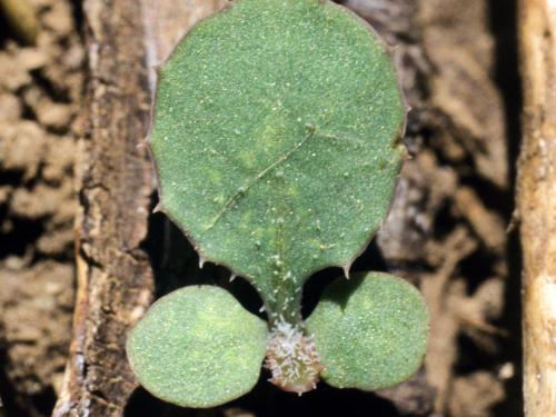 Laiteron rude (Sonchus asper)_1