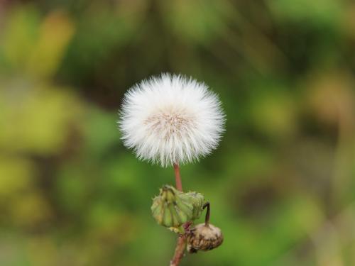 Laiteron rude (Sonchus asper)_16