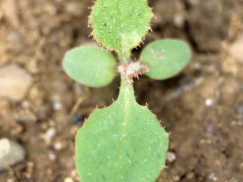 Laiteron potager (Sonchus oleraceus)_1