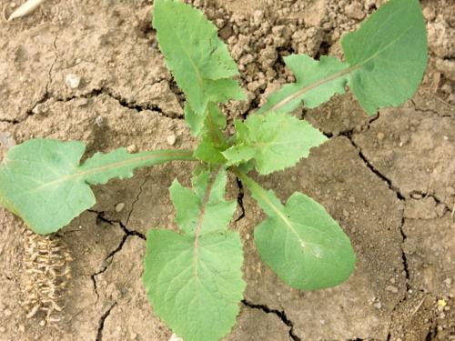 Laiteron potager (Sonchus oleraceus)_3