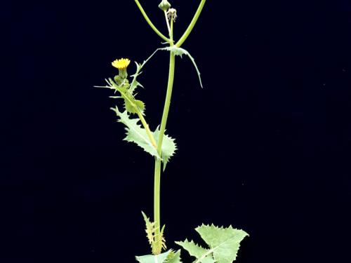 Laiteron potager (Sonchus oleraceus)_5