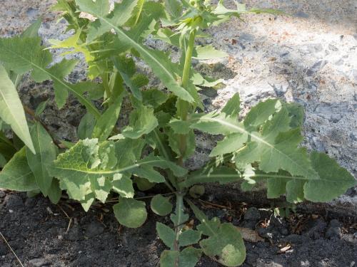 Laiteron potager (Sonchus oleraceus)_7