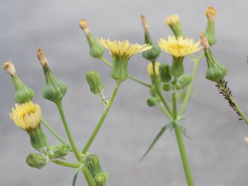 Laiteron potager (Sonchus oleraceus)_8