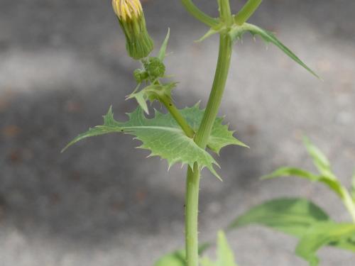 Laiteron potager (Sonchus oleraceus)_9