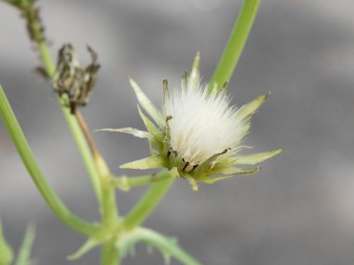 Laiteron potager (Sonchus oleraceus)_10