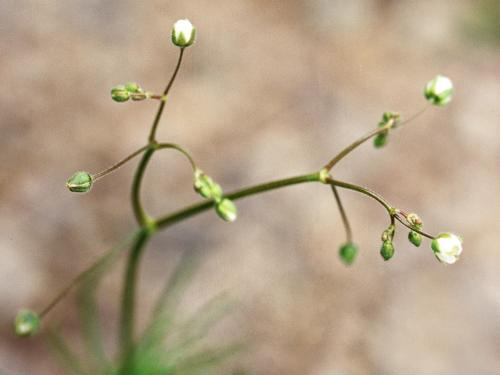 Spargoute des champs(Spergula arvensis)_4